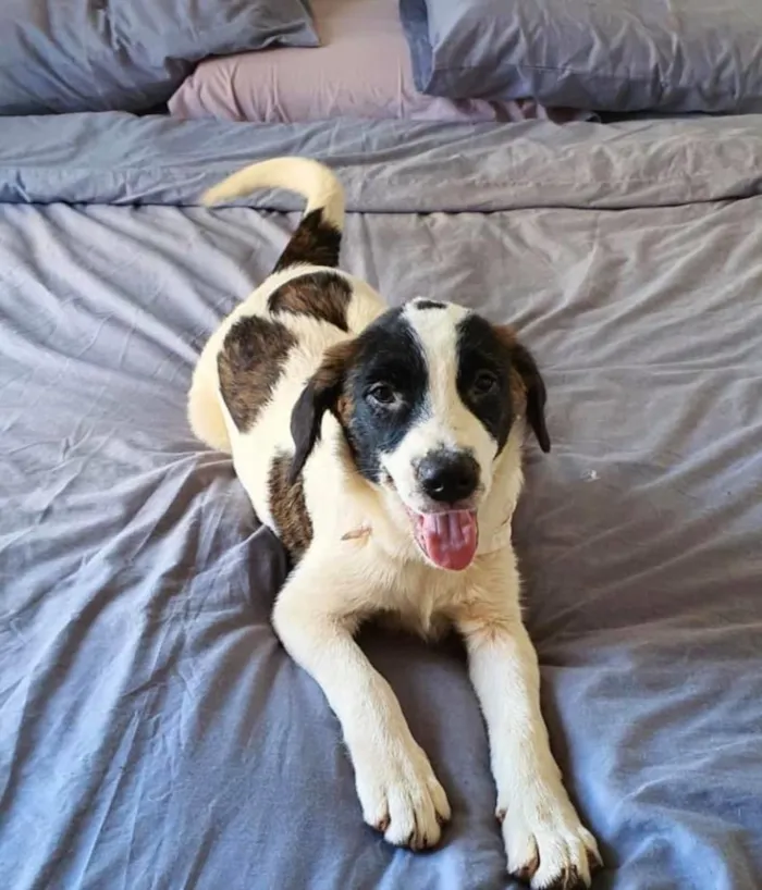 Cachorro ra a SRD idade 2 a 6 meses nome Anita