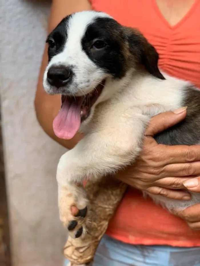 Cachorro ra a SRD idade 2 a 6 meses nome Anita