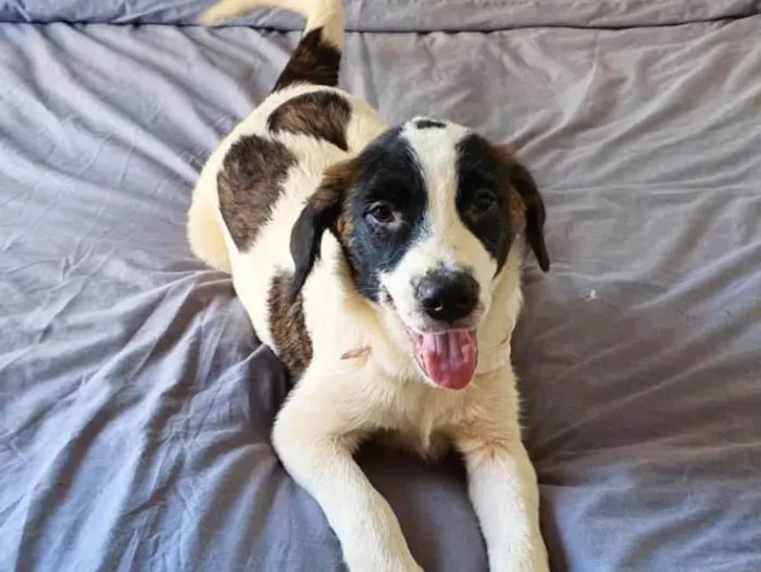 Cachorro ra a SRD idade 2 a 6 meses nome Anita