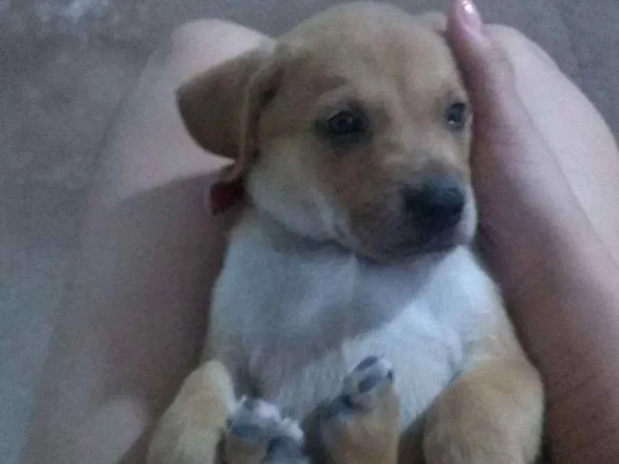 Cachorro raça SRD (vira lata) idade 2 a 6 meses nome Sr.Chiclete