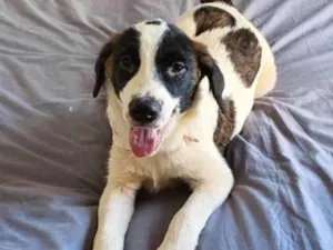 Cachorro raça SRD idade 2 a 6 meses nome Anita