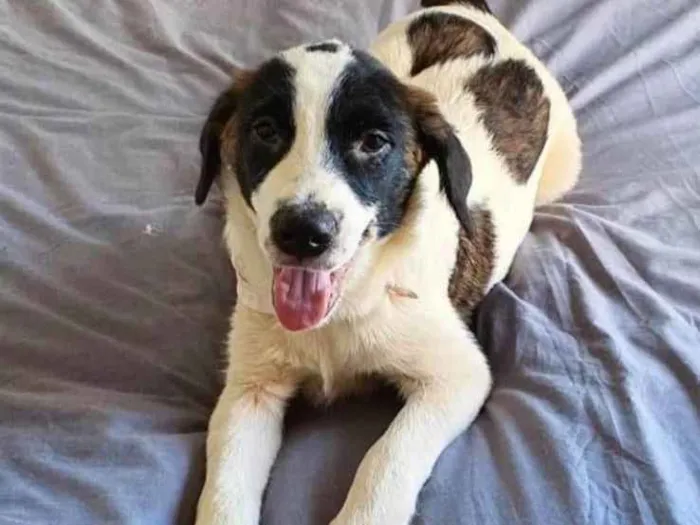 Cachorro ra a SRD idade 2 a 6 meses nome Anita