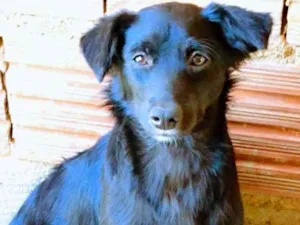 Cachorro raça SRD idade 1 ano nome Nina