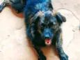 Miudinho