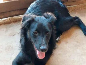 Cachorro raça SRD idade 1 ano nome Pitoco