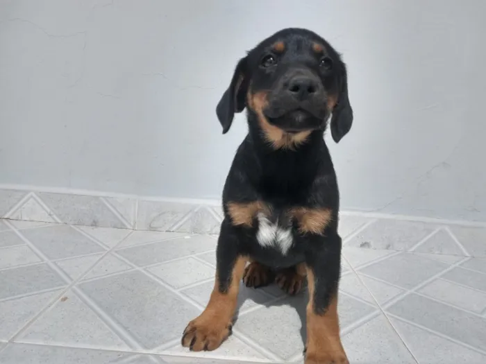 Cachorro ra a Indefinida  idade 2 a 6 meses nome Docinho e Lindinha 