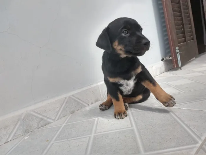 Cachorro ra a Indefinida  idade 2 a 6 meses nome Docinho e Lindinha 