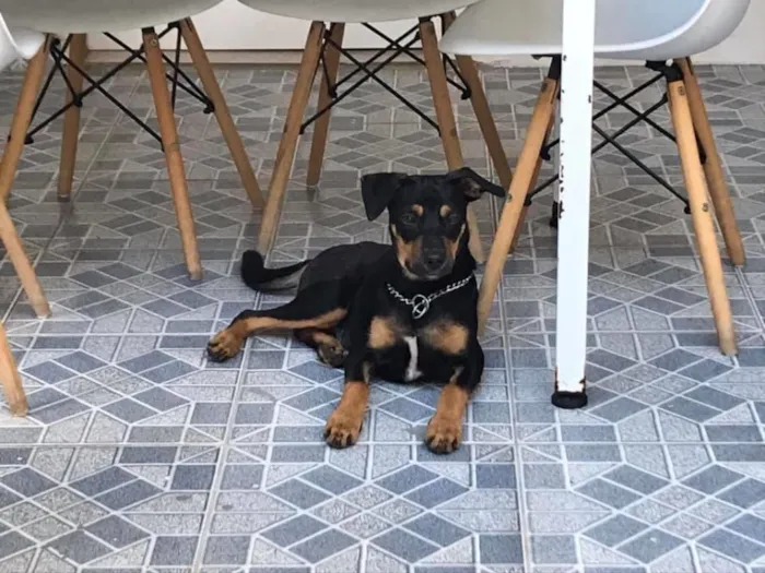 Cachorro ra a SRD idade 7 a 11 meses nome Eros