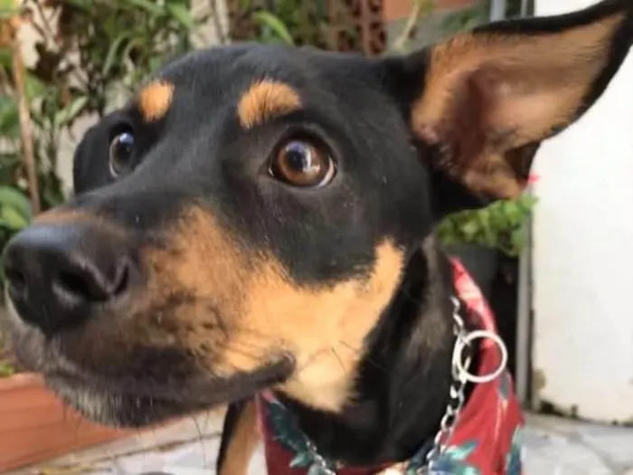 Cachorro ra a SRD idade 7 a 11 meses nome Eros