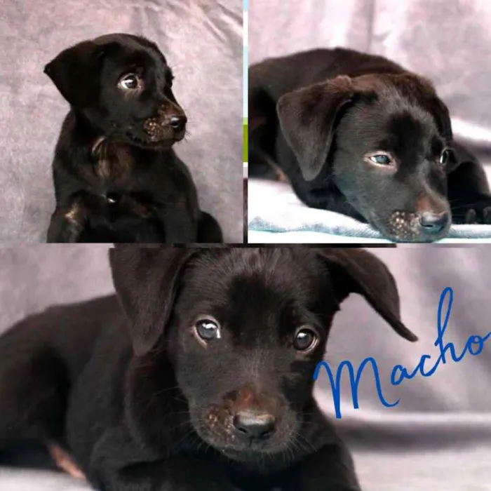 Cachorro ra a SRD idade Abaixo de 2 meses nome Filhote