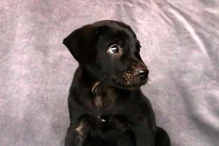 Cachorro ra a SRD idade Abaixo de 2 meses nome Filhote