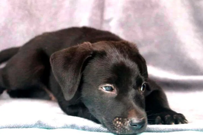 Cachorro ra a SRD idade Abaixo de 2 meses nome Filhote