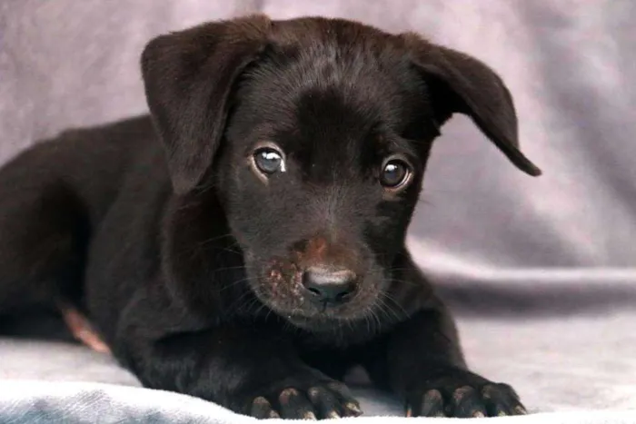 Cachorro ra a SRD idade Abaixo de 2 meses nome Filhote