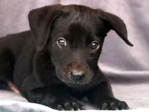 Cachorro raça SRD idade Abaixo de 2 meses nome Filhote