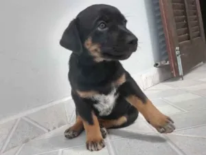 Cachorro raça Indefinida  idade 2 a 6 meses nome Docinho e Lindinha 