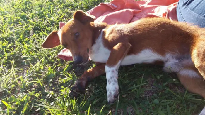 Cachorro ra a Vira-lata idade 3 anos nome Cookie