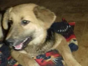 Cachorro raça Srd idade 7 a 11 meses nome Nino