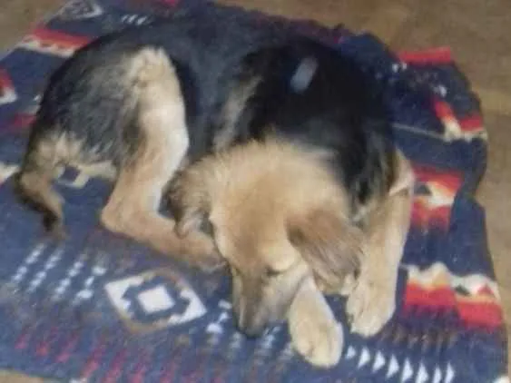 Cachorro ra a Srd idade 7 a 11 meses nome Nino