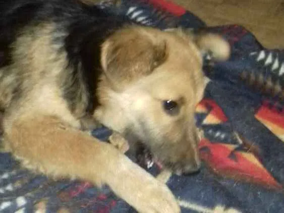 Cachorro ra a Srd idade 7 a 11 meses nome Nino