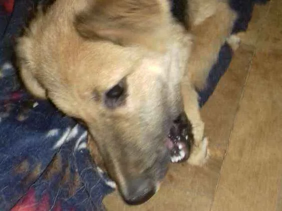 Cachorro ra a Srd idade 7 a 11 meses nome Nino