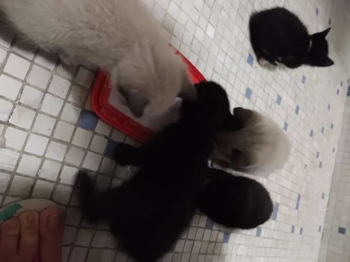 Gato ra a Srd idade Abaixo de 2 meses nome Sem nome 