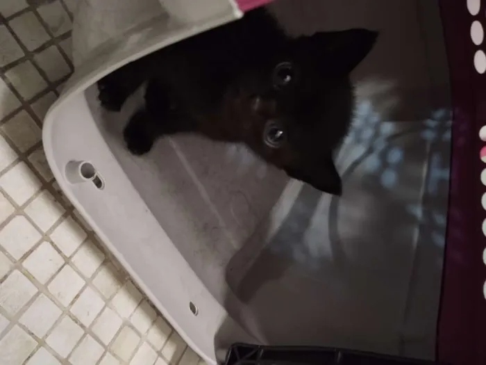 Gato ra a Srd idade Abaixo de 2 meses nome Sem nome 