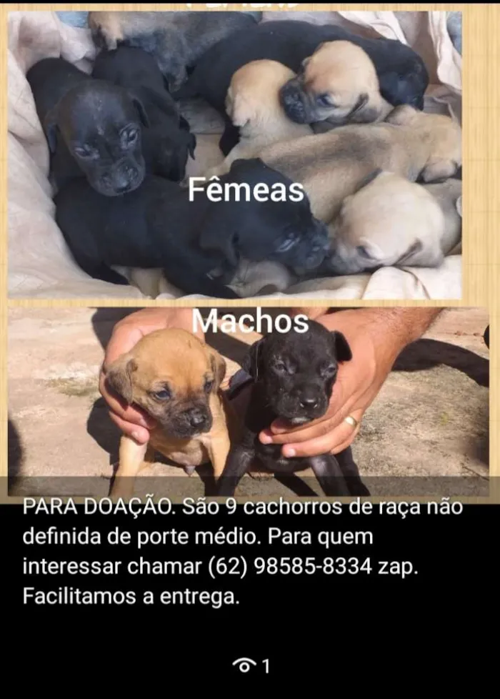 Cachorro ra a Não definida idade Abaixo de 2 meses nome Ainda não tem nomes