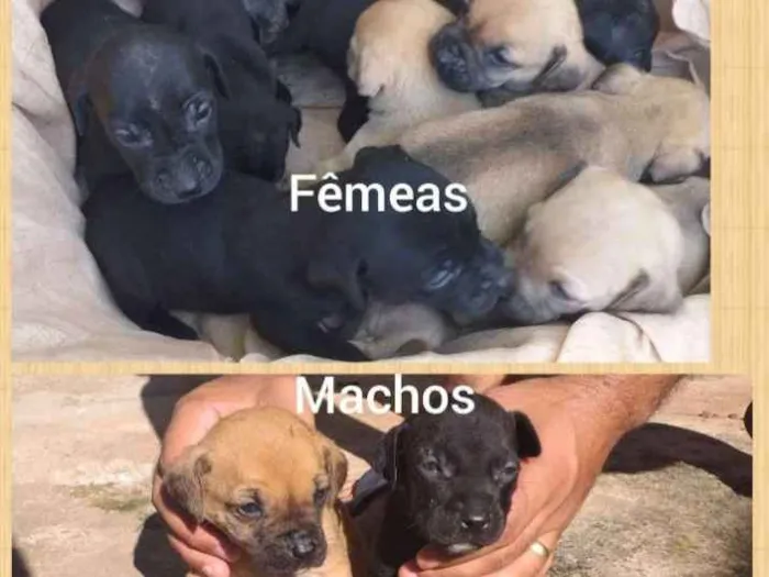 Cachorro ra a Não definida idade Abaixo de 2 meses nome Ainda não tem nomes