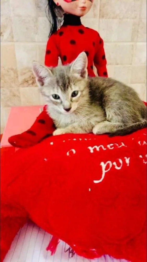 Gato ra a Vira lata idade 2 a 6 meses nome Gatinhos