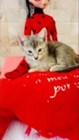 Gatinhos