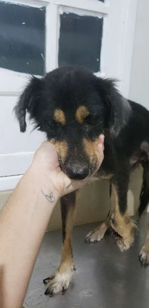 Cachorro ra a Srd idade 7 a 11 meses nome Capitão Gancho