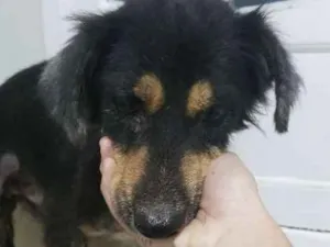 Cachorro raça Srd idade 7 a 11 meses nome Capitão Gancho