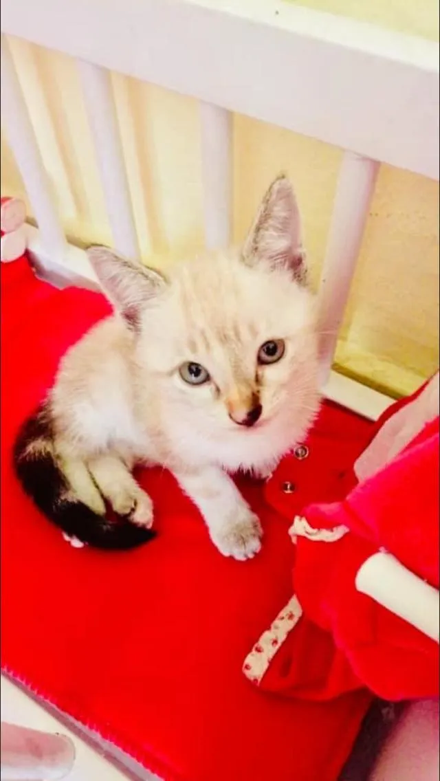 Gato ra a Vira lata idade 2 a 6 meses nome Gatinhos