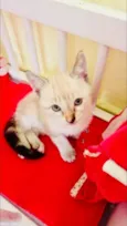 Gatinhos