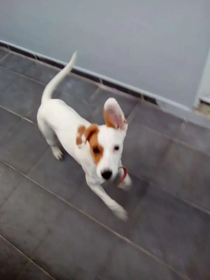 Cachorro ra a  idade 7 a 11 meses nome Mica