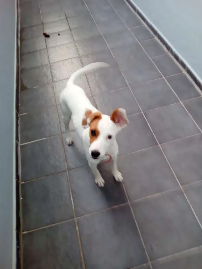 Cachorro ra a  idade 7 a 11 meses nome Mica
