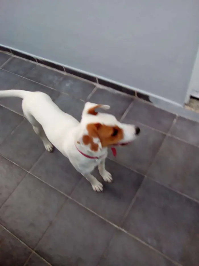 Cachorro ra a  idade 7 a 11 meses nome Mica