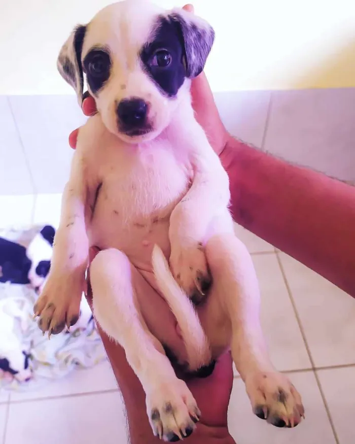 Cachorro raça Vira-lata idade Abaixo de 2 meses nome Não coloquei nome