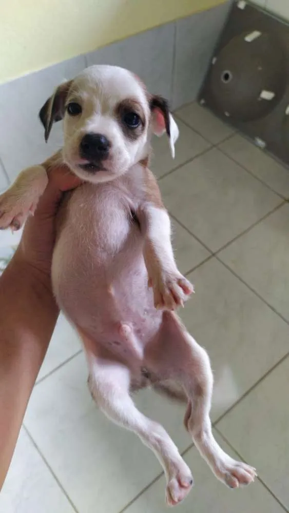 Cachorro raça Vira-lata idade Abaixo de 2 meses nome Sem nome