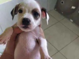 Cachorro raça Vira-lata idade Abaixo de 2 meses nome Sem nome