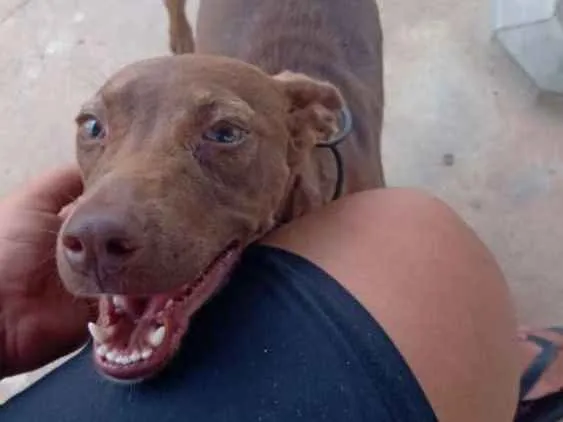 Cachorro raça Srd idade 2 a 6 meses nome Caramelo CASTRADA