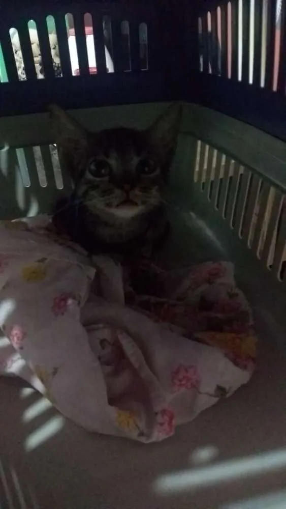 Gato raça Srd idade Abaixo de 2 meses nome Nino