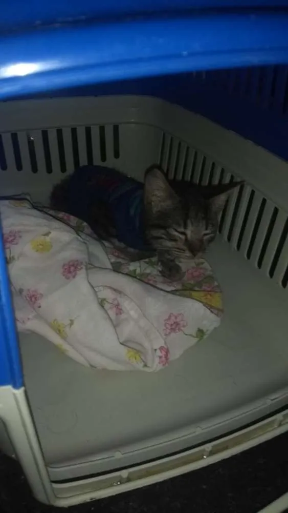 Gato raça Srd idade Abaixo de 2 meses nome Nino