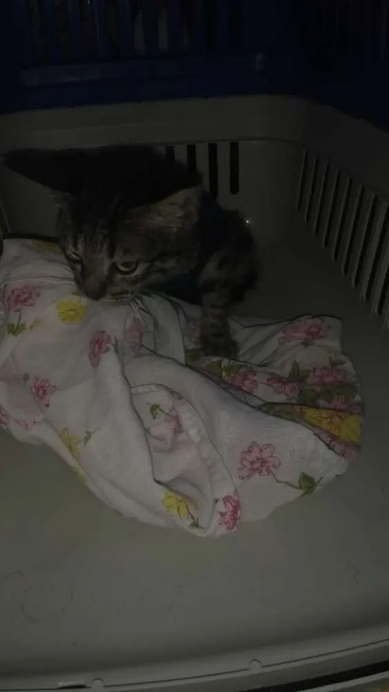 Gato raça Srd idade Abaixo de 2 meses nome Nino