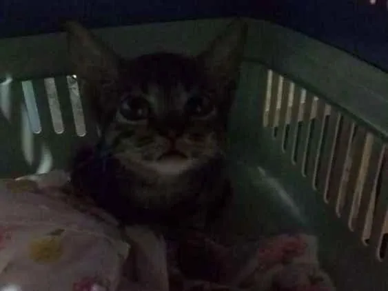 Gato raça Srd idade Abaixo de 2 meses nome Nino