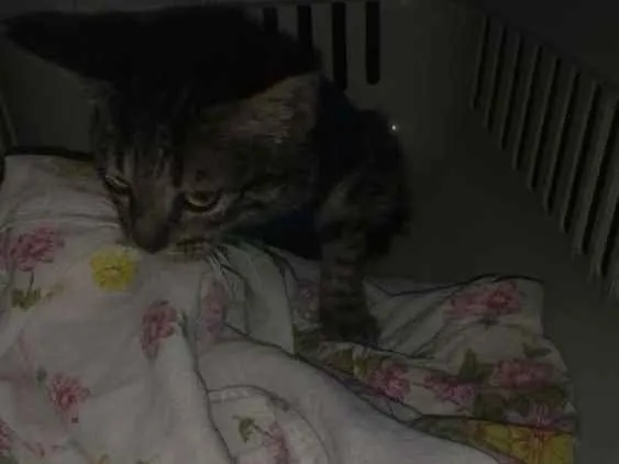 Gato raça Srd idade Abaixo de 2 meses nome Nino