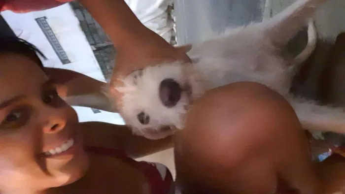 Cachorro raça Srd idade 2 a 6 meses nome Branca de Neve