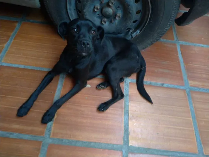 Cachorro ra a SRD idade 1 ano nome Lucio