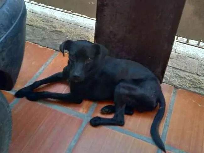 Cachorro ra a SRD idade 1 ano nome Lucio