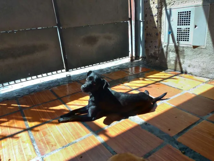 Cachorro ra a SRD idade 1 ano nome Lucio